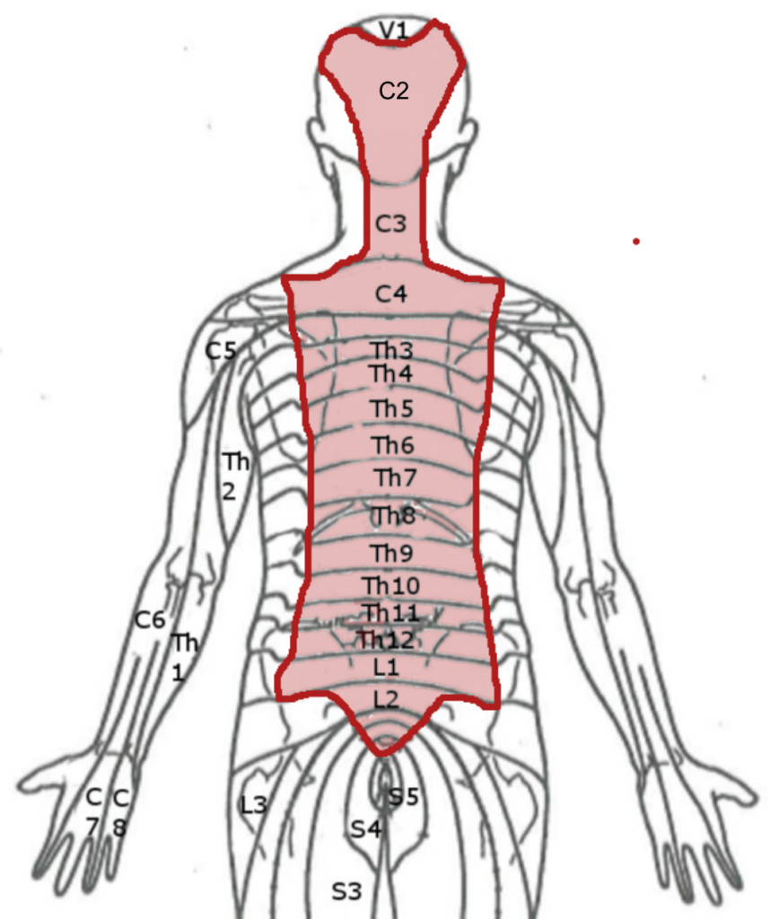 Innervation der Faszien