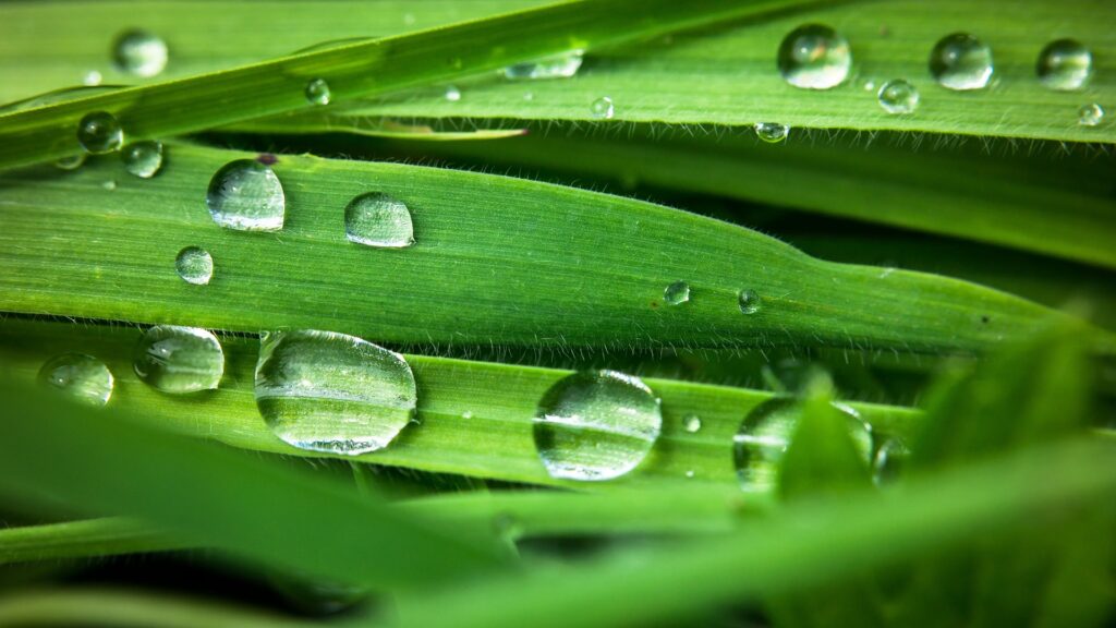 Waterdrops